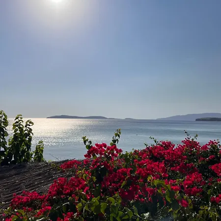 White & Blue באטסי