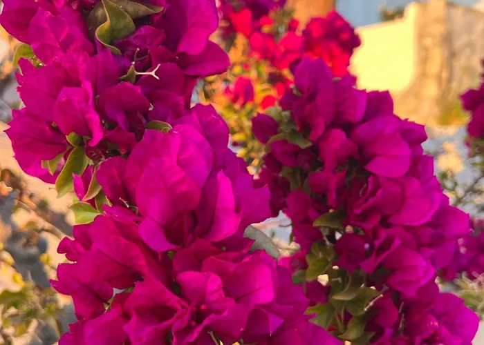 アパート White & Blue